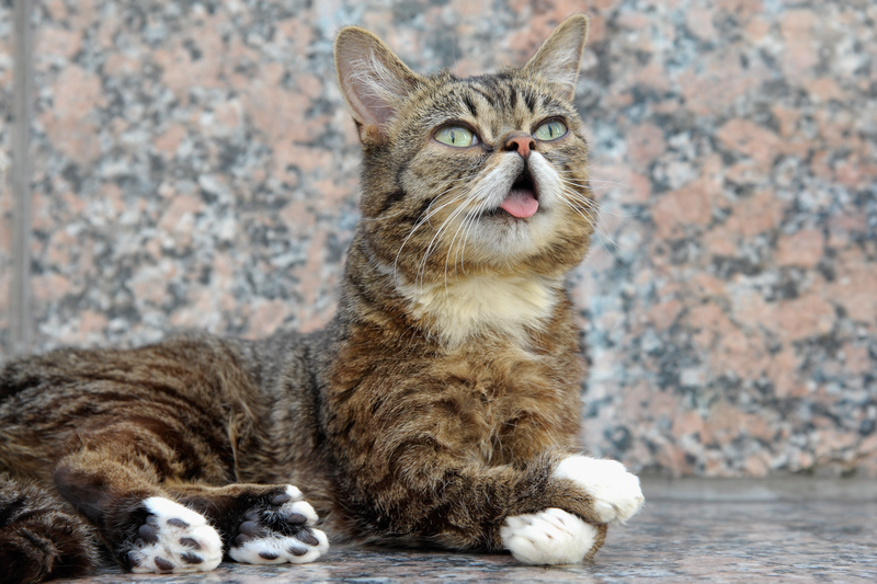 Illustration for article titled Why Cats Rule the Internet Instead of Dogs